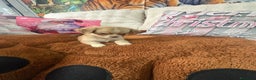 Chihuahua perros en venta: Chihuahua toy pelo largo  - Anuncio 13