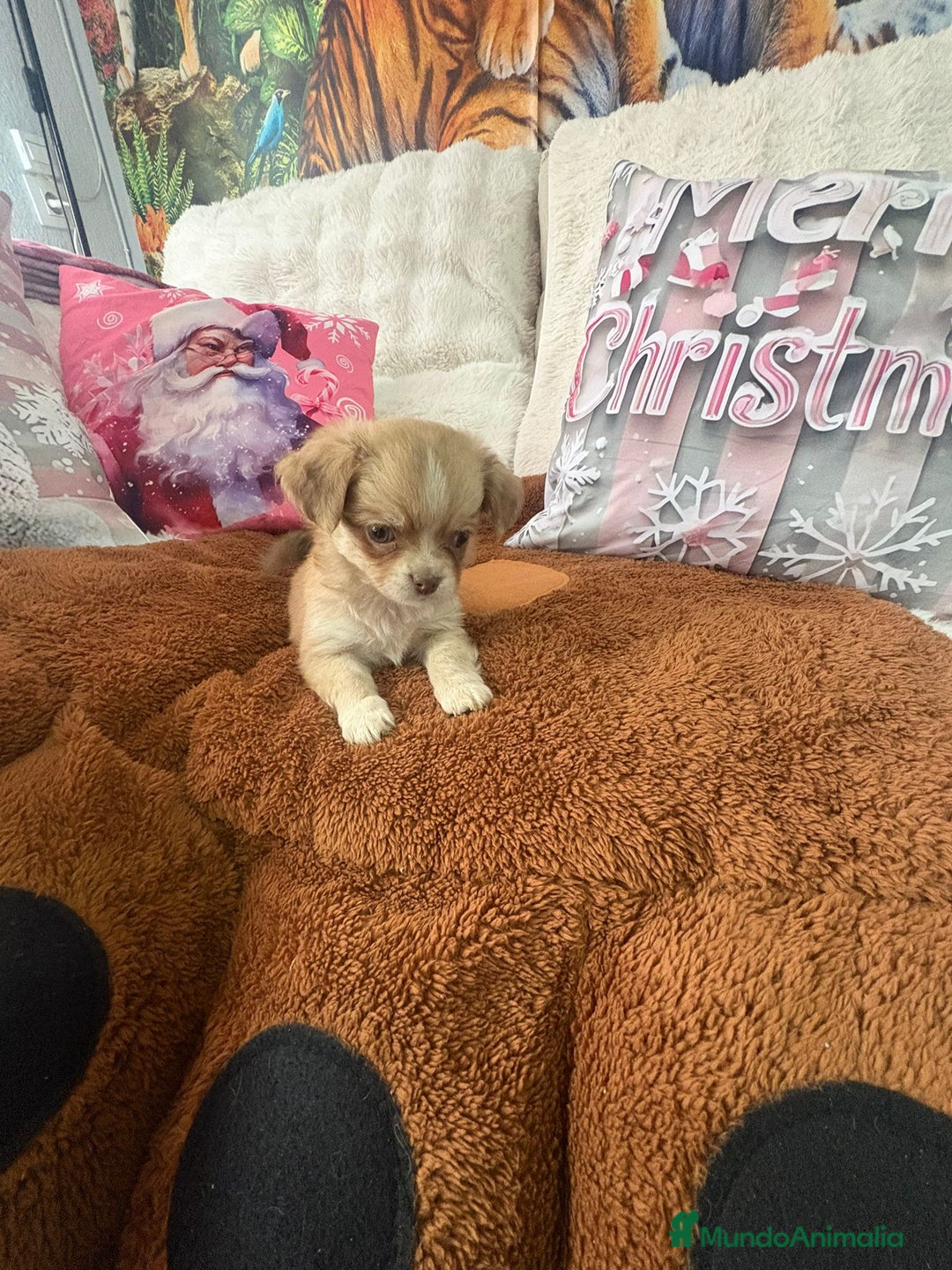 Chihuahua perros en venta: Chihuahua toy pelo largo  - Anuncio 13