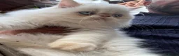 Persa gatos en venta: Persa - Anuncio 2
