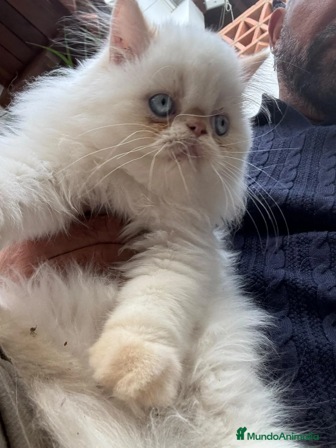 Persa gatos en venta: Persa - Anuncio 2