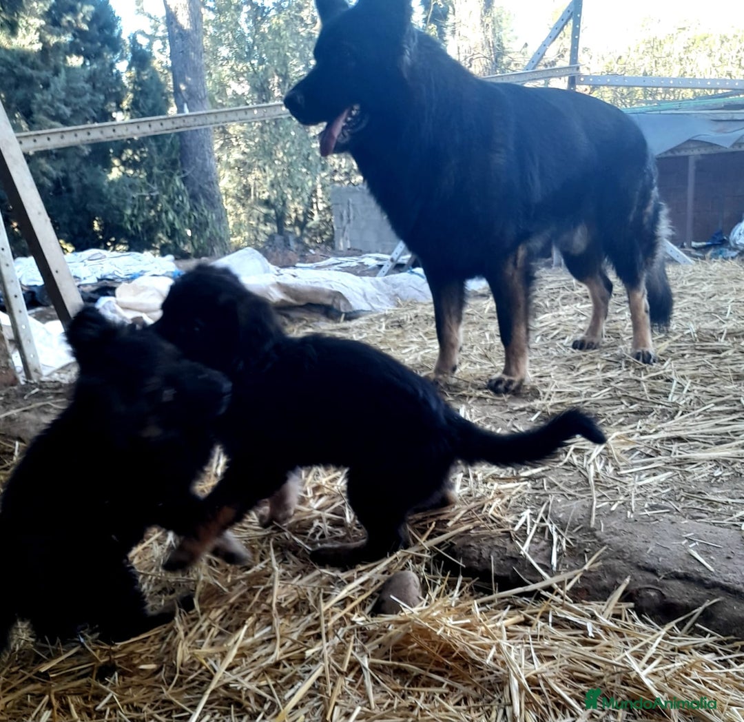 Pastor Alemán perros en venta: Pastores alemanes de trabajo  - Anuncio 6