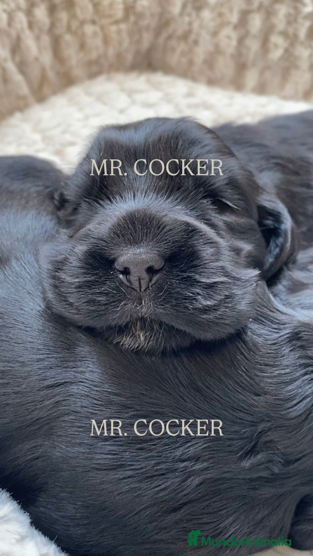 Cocker Spaniel Inglés perros en venta: CACHORRO COCKER SPANIEL INGLÉS  - Anuncio 7