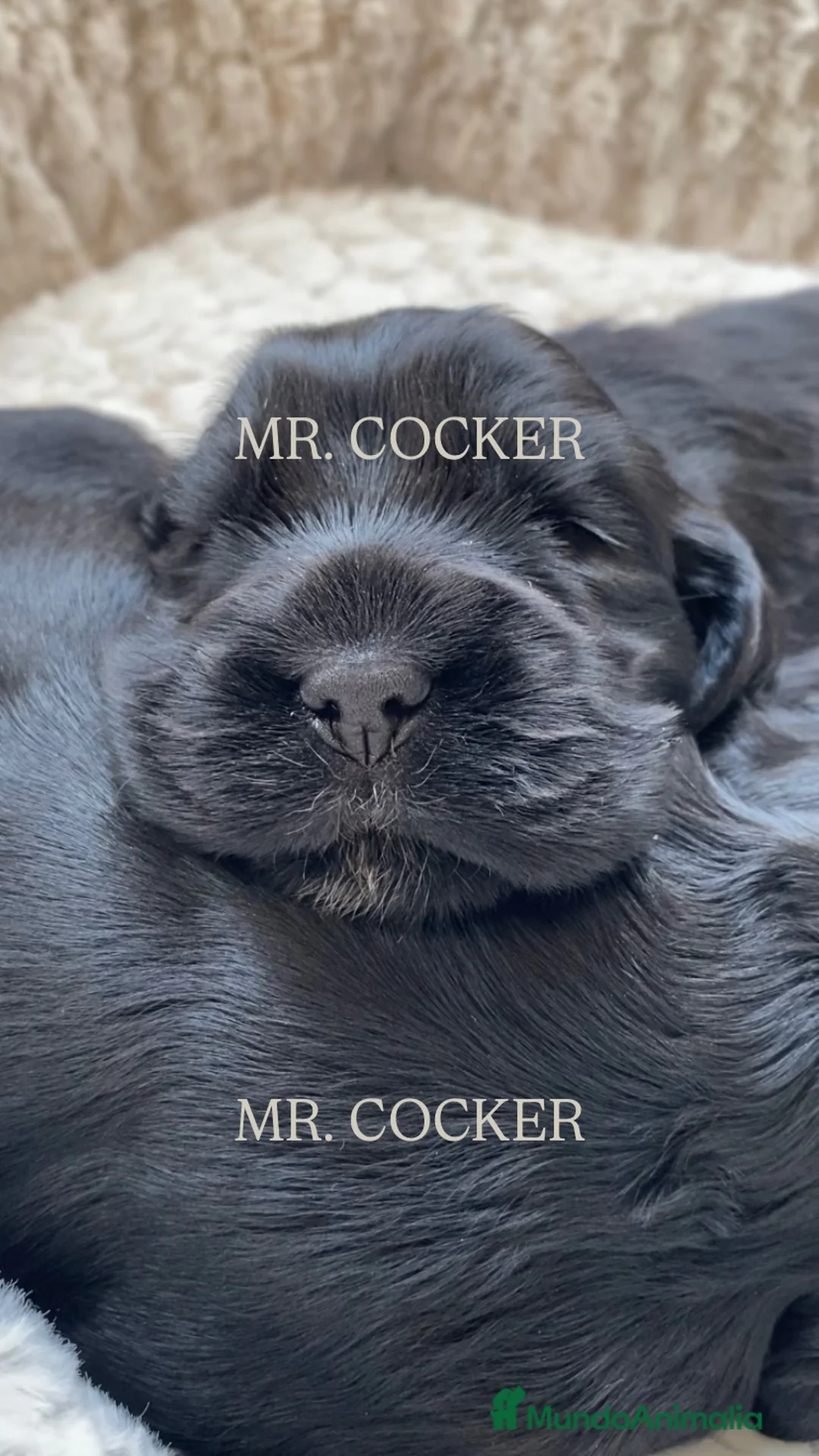 Cocker Spaniel Inglés perros en venta: CACHORRO COCKER SPANIEL INGLÉS  - Anuncio 7