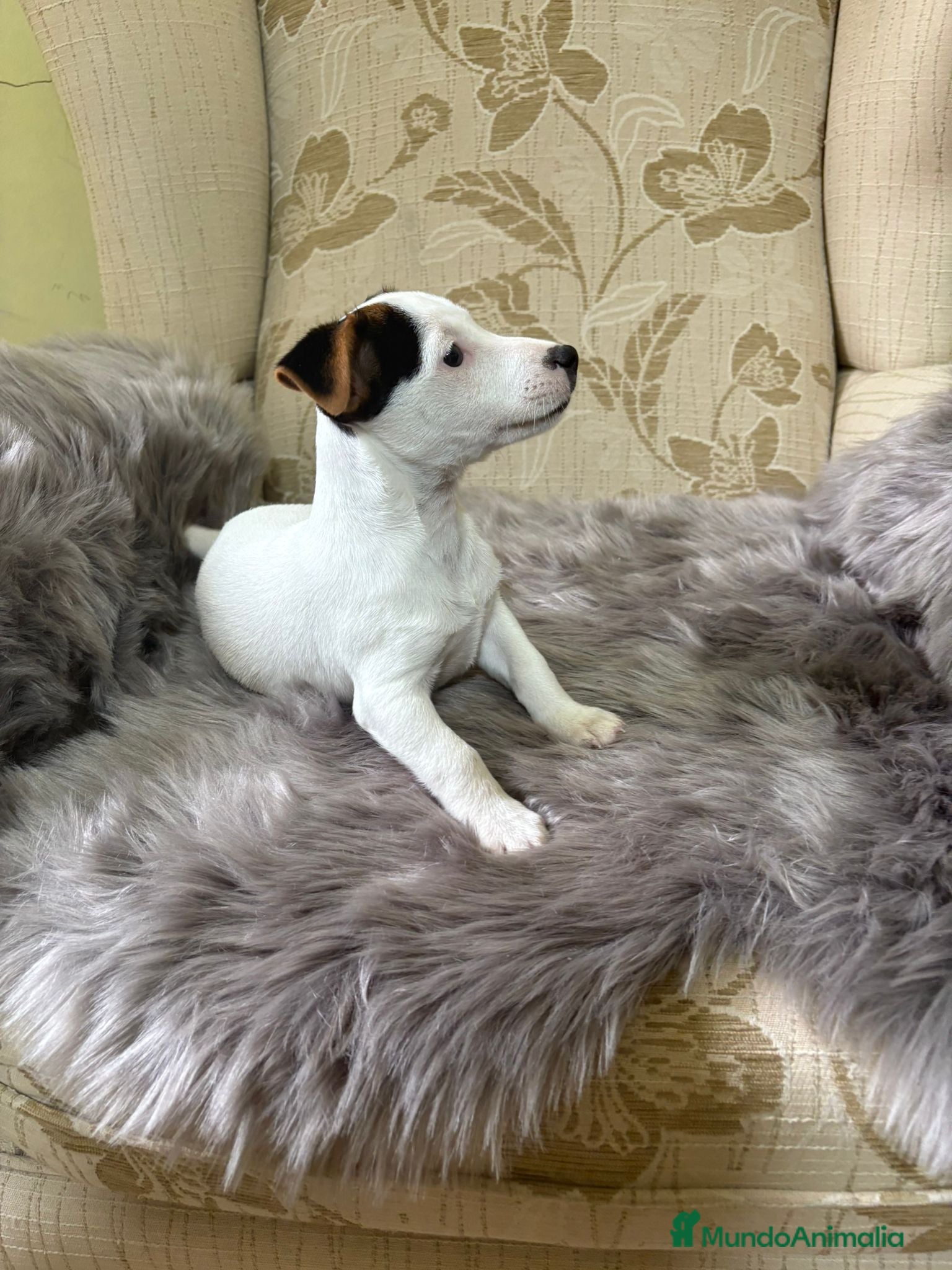 Jack Russell Terrier perros Cachorros de Jack Russell  - Anuncio 4