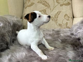 Jack Russell Terrier perros Cachorros de Jack Russell - Anuncio 5