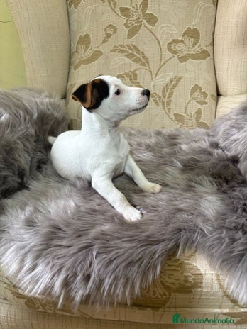 Jack Russell Terrier perros - Anuncio 1