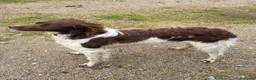 Épagneul Breton perros en venta: Spaniel Bretón  - Anuncio 5