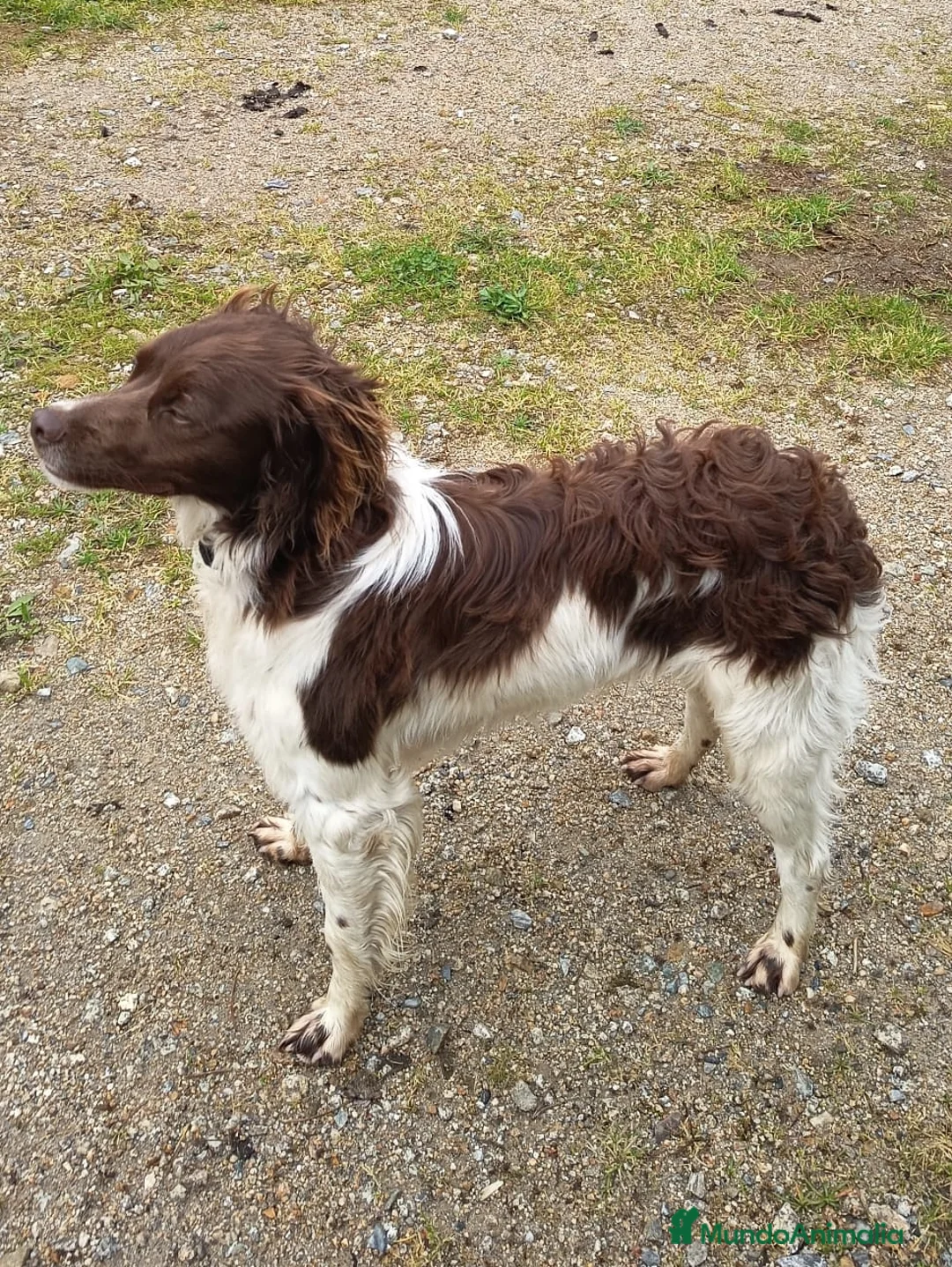 Épagneul Breton perros en venta: Spaniel Bretón  - Anuncio 5