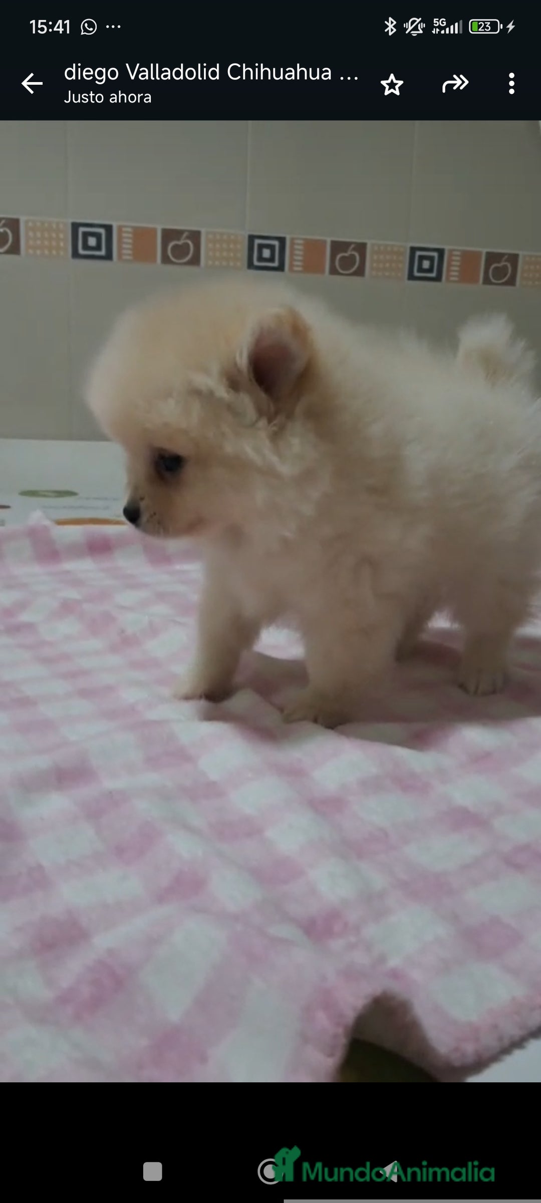 Pomerania perros en venta: Machitos de pomerania  - Anuncio 2