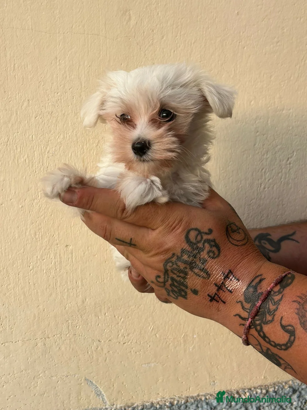 Bichón Maltés perros en venta: Bichón, maltés, macho - Anuncio 2