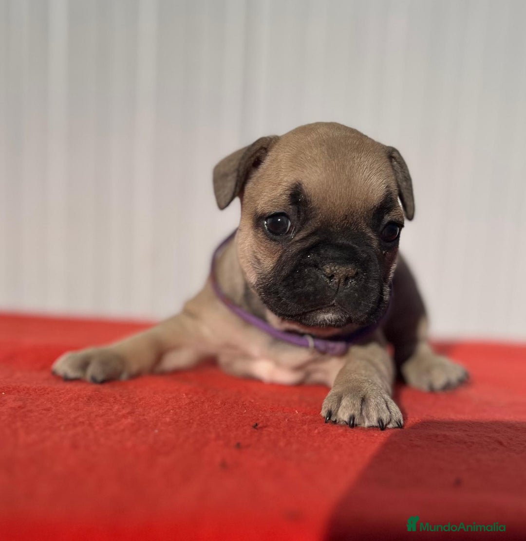 Bulldog Francés perros en venta: Bulldog francés cachorros Fwan  - Anuncio 16