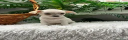 Chihuahua perros en venta: CHIHUAHUA - Anuncio 7