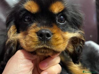 Cavalier King Charles Spaniel perros Cachorro macho negro fuego - Anuncio 1