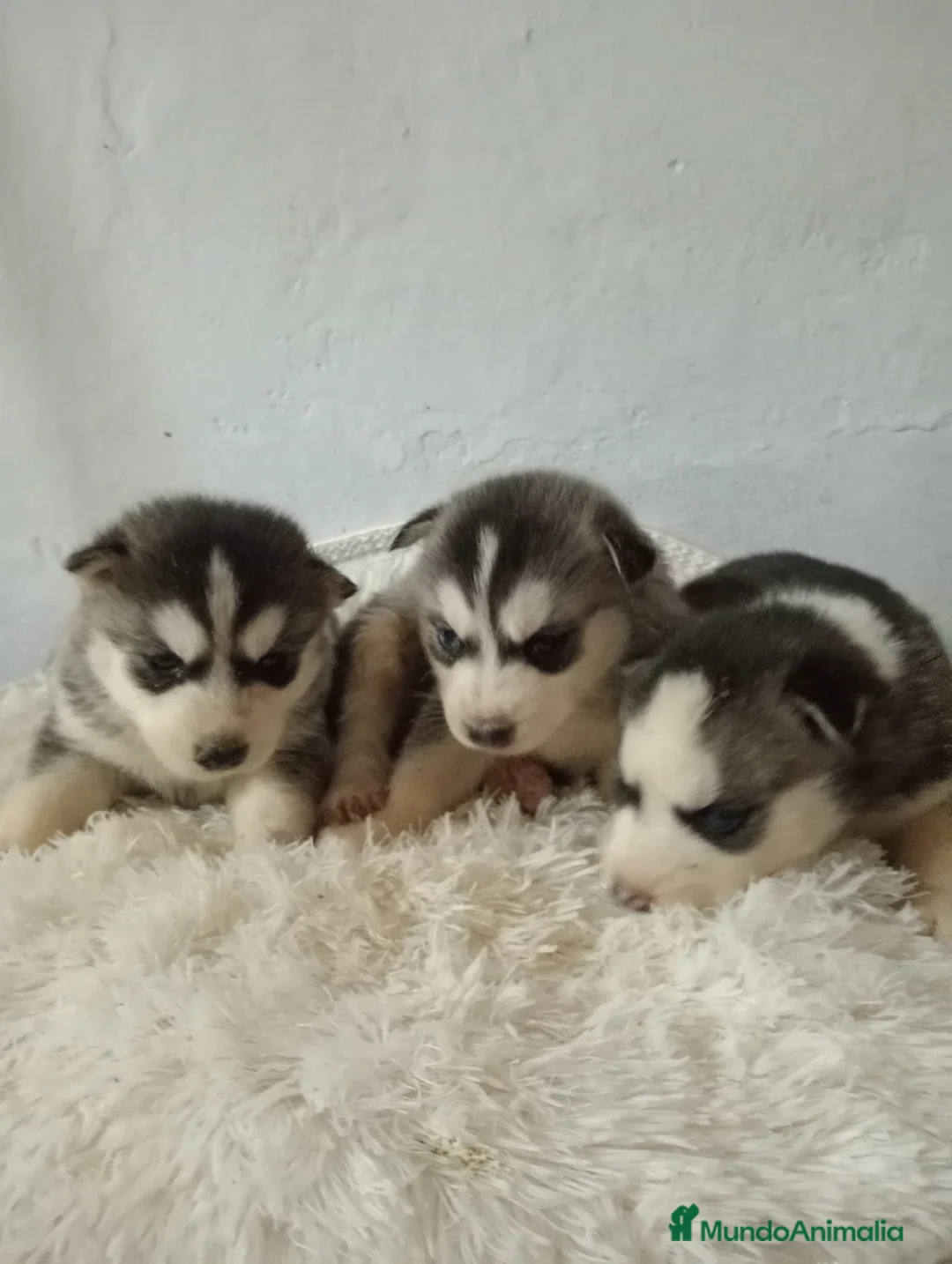 Husky Siberiano perros en venta: Husky siberiano  - Anuncio 8
