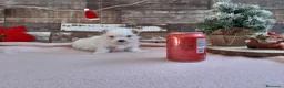 Bichón Maltés perros en venta: PRECIOSOS BICHON MALTES  LINEA TOY  - Anuncio 4