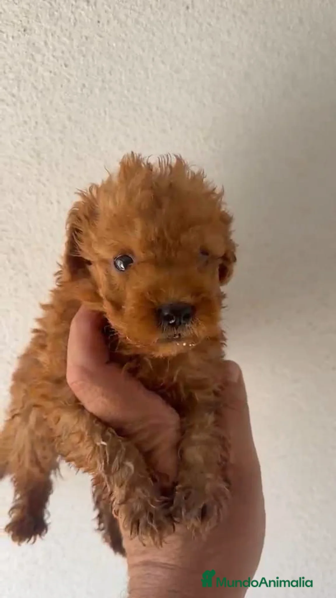 Caniche Toy perros en venta: Caniche Toy  - Anuncio 2