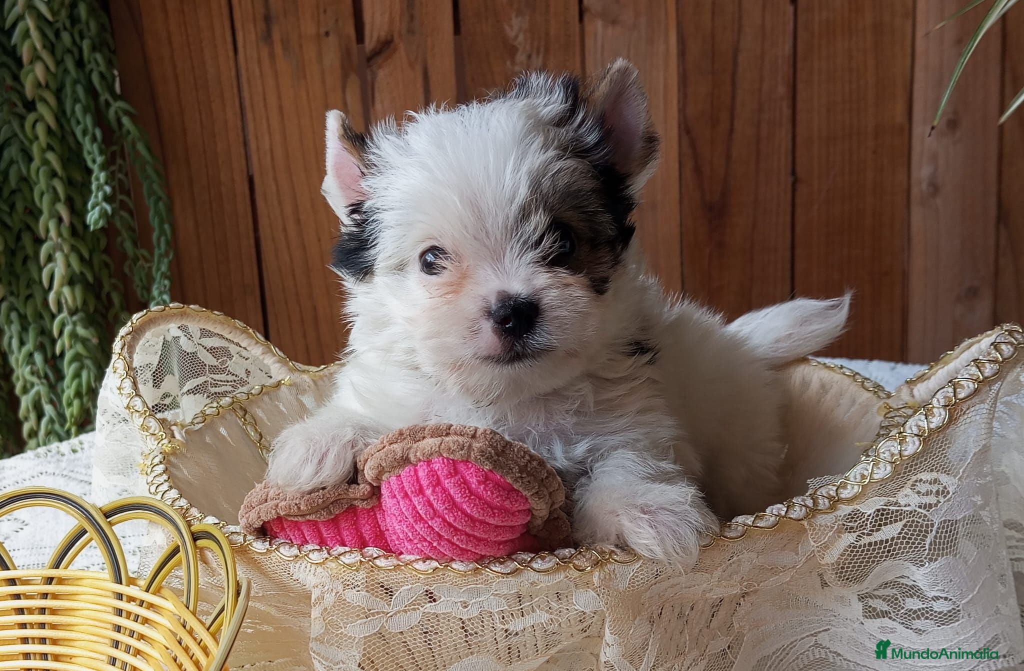 Biewer Yorkshire Terrier a la Pom Pon perros Cachorros Yorkshire Biewer - Anuncio 31