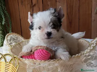 Biewer Yorkshire Terrier a la Pom Pon perros Cachorros Yorkshire Biewer - Anuncio 31
