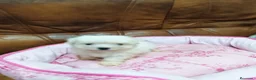 Bichón Maltés perros en venta: BICHON MALTES  - Anuncio 5
