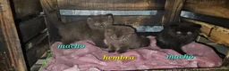 Británico de Pelo Corto gatos en venta: BRITISH SHORTAIR camada de gatitos y gatitas - Anuncio 3