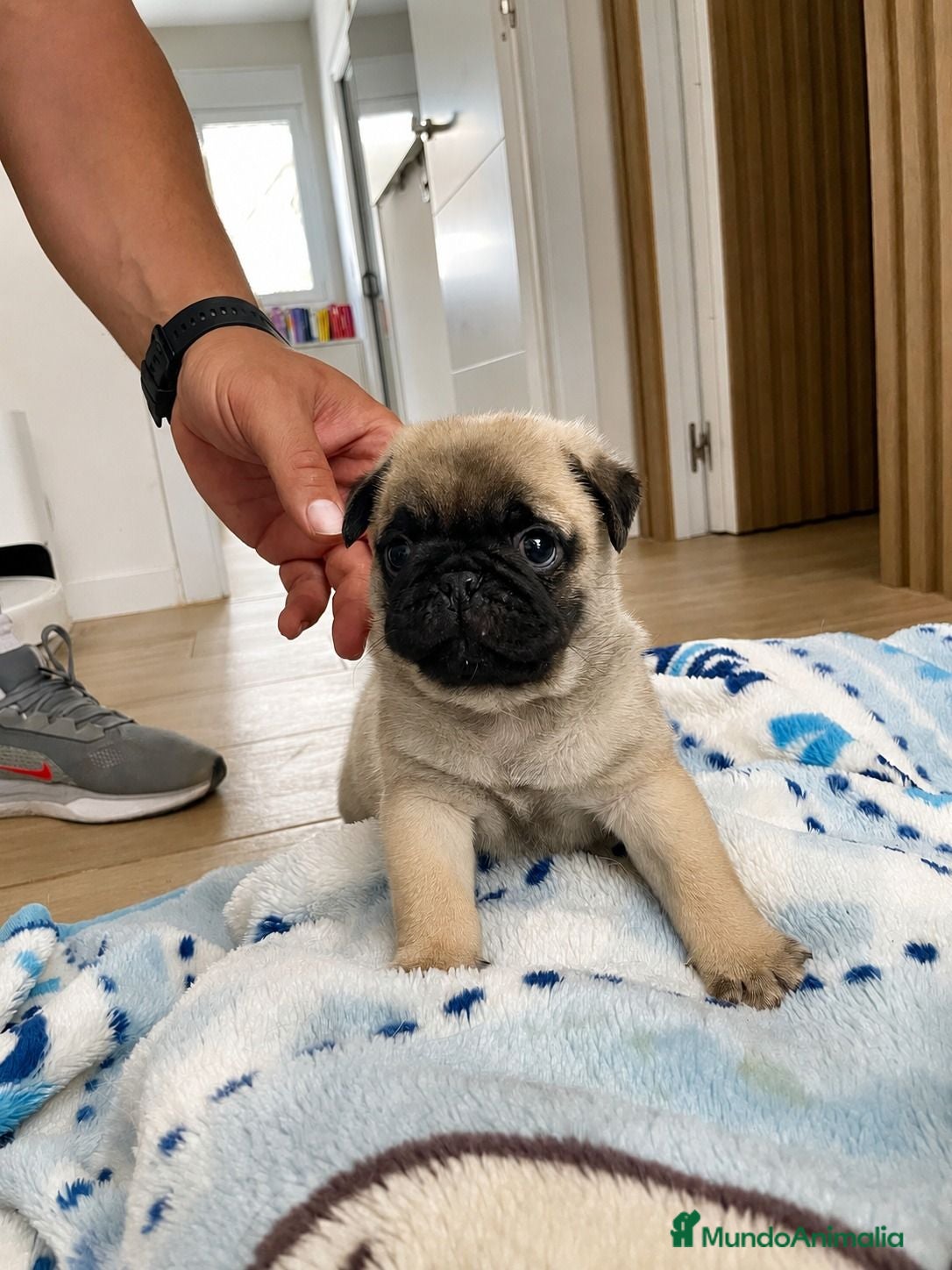 Carlino - Pug perros Cachorros de carlino - Anuncio 1
