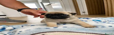 Carlino - Pug 1