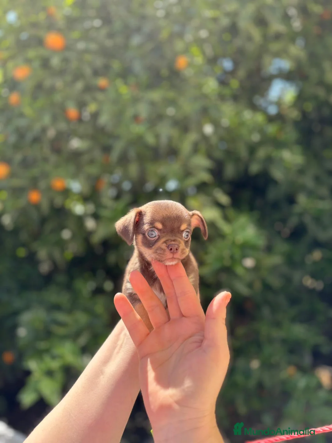 Chihuahua perros en venta: Machito chocolate línea rusa  - Anuncio 1