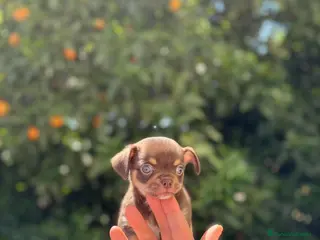 Chihuahua perros Machito chocolate línea rusa - Anuncio 1