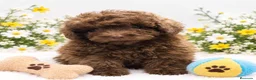 Caniche Toy perros en venta: EJEMPLAR DE CANICHE TOY  - Anuncio 4
