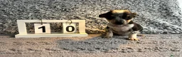 Chihuahua perros en venta: Chihuahua macho tricolor  - Anuncio 4