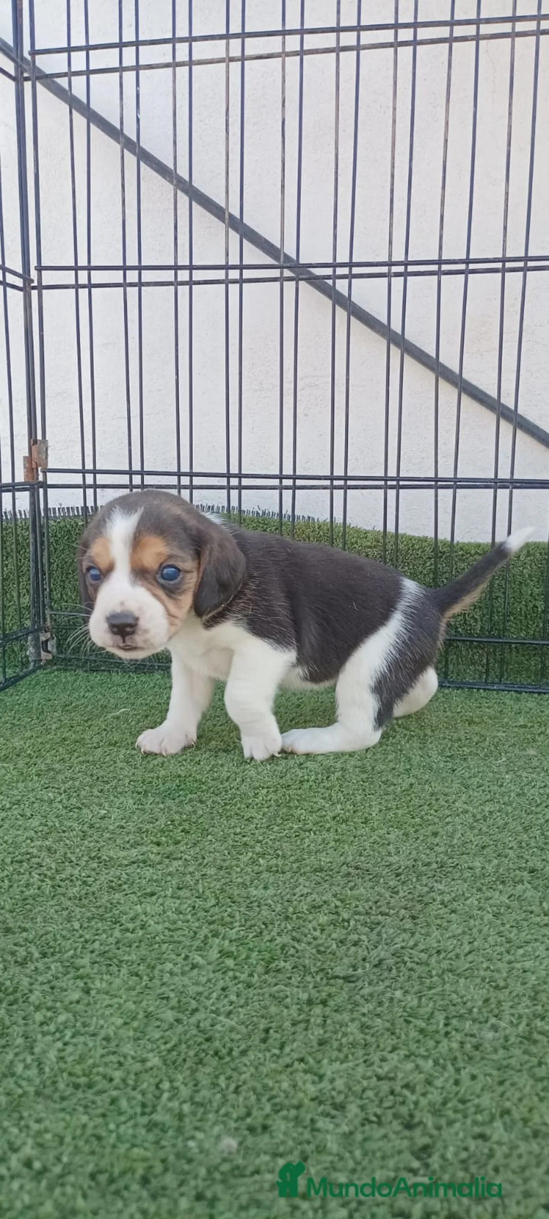 Beagle perros en venta: BEAGLE - Anuncio 1