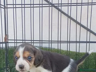 Beagle perros BEAGLE - Anuncio 2