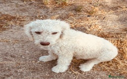 Perro de Agua Español perros en venta: Perro de agua  en Madrid - Imagen 2