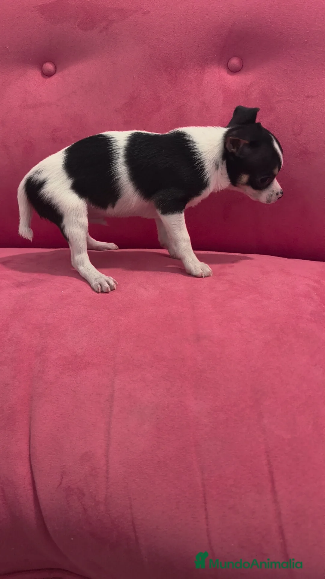 Chihuahua perros en venta: Chihuahua Macho retrognatismo  - Anuncio 8