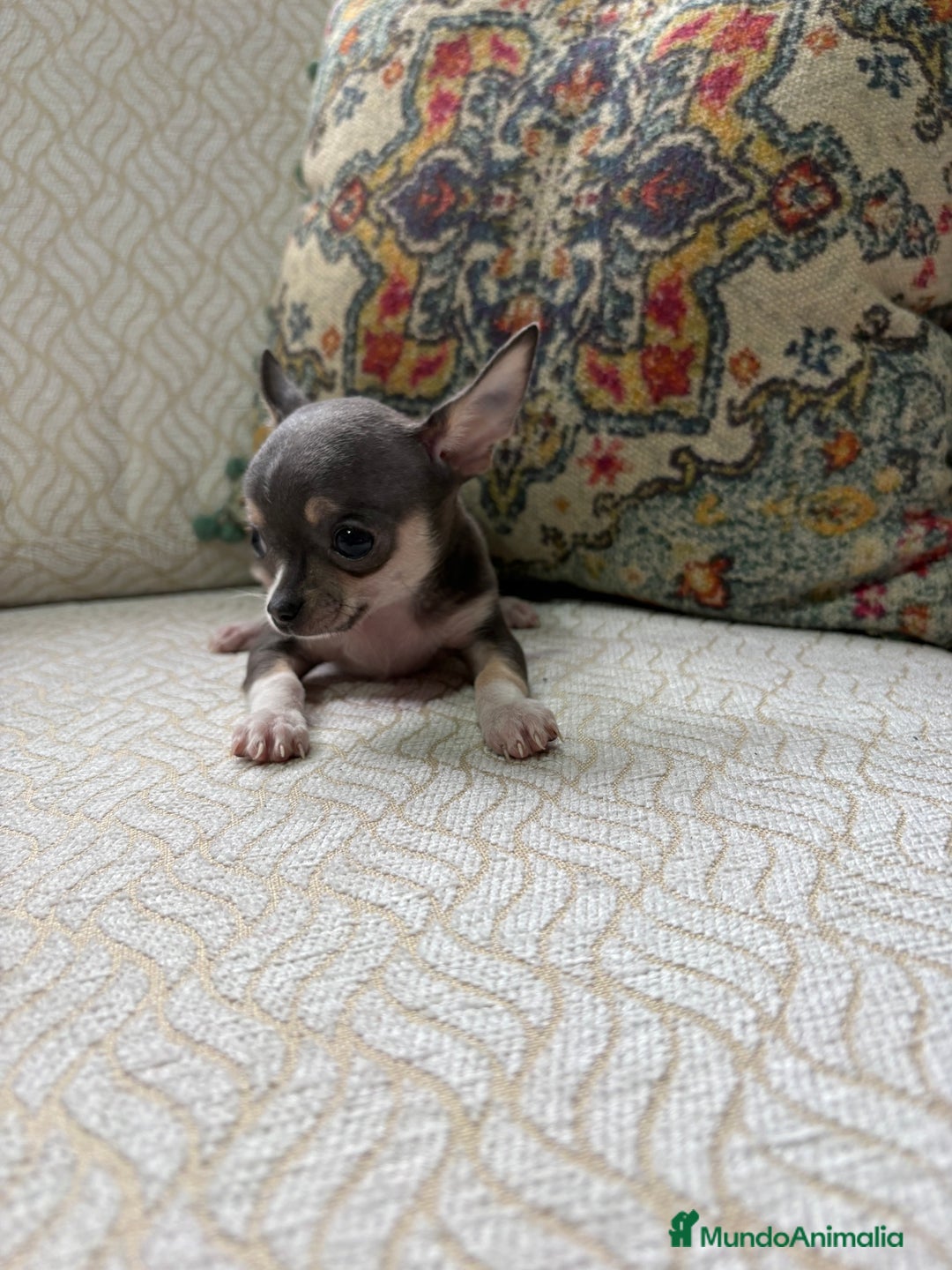 Chihuahua perros en venta: Chihuahua mini Toy hembra blue tri - Anuncio 18