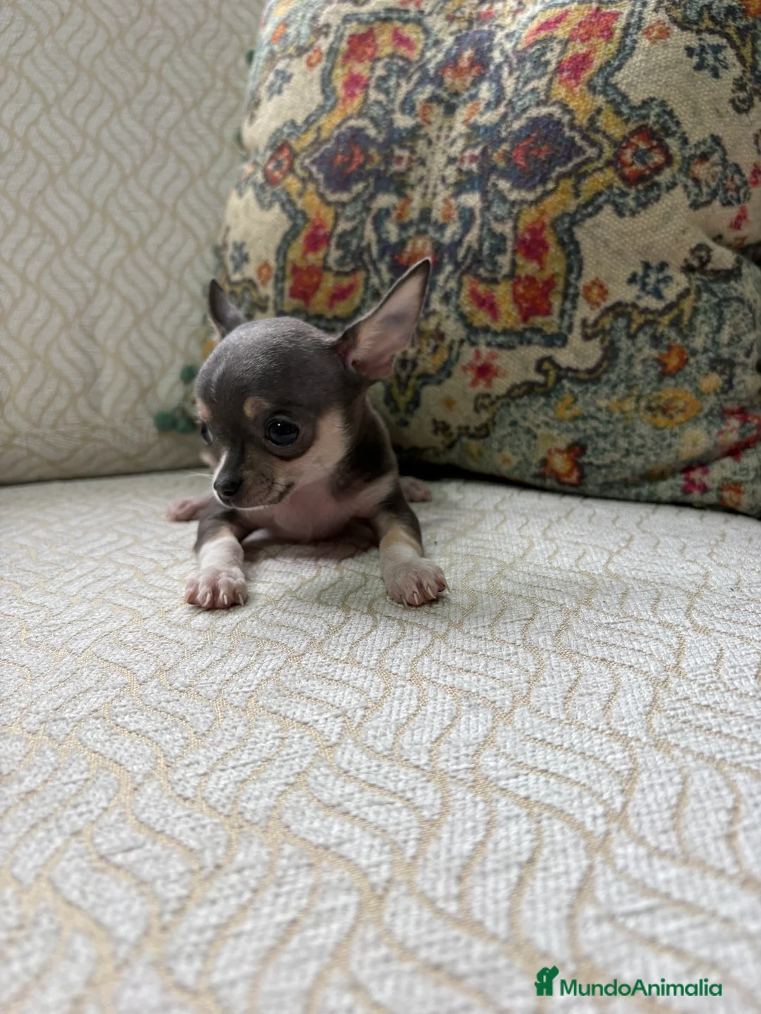 Chihuahua perros en venta: Chihuahua mini Toy hembra blue tri - Anuncio 18