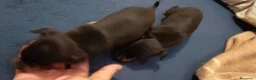 Pinscher Miniatura perros en venta: Pinscher miniatura  en Barcelona - Anuncio 5