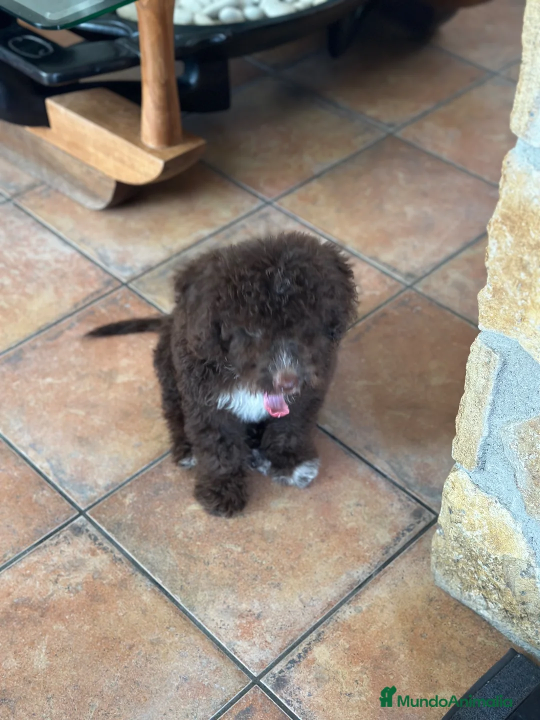 Perro de Agua Español perros en venta: Perro de Agua Español – Color Chocolate 🐾 - Anuncio 1