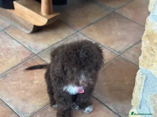 Perro de Agua Español perros Perro de Agua Español – Color Chocolate 🐾 - Anuncio 36