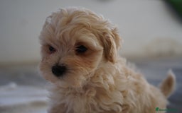 Maltipoo perros en venta: 🐾 Snow, Paco y Manolo – Maltipoo especiales 🐾 - Imagen 6