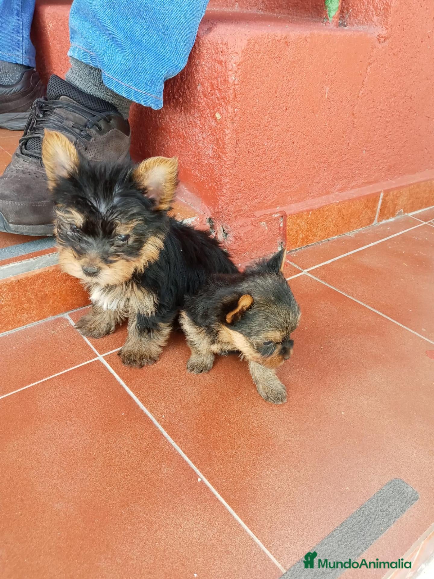 Yorkshire Terrier perros cachorro yorkshire  - Anuncio 1