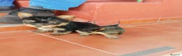 Yorkshire Terrier perros en adopcion: cachorro yorkshire  - Anuncio 1