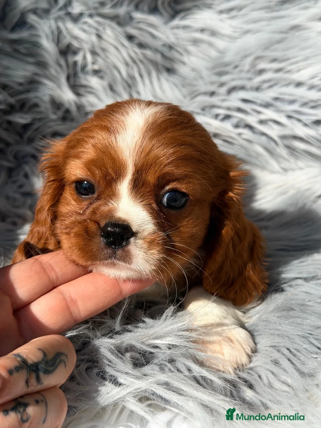 Cavalier King Charles Spaniel perros en venta: Cavalier precioso macho - Anuncio 1