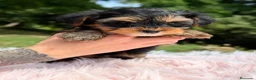 Yorkshire Terrier perros en venta: Yorki Toy hembra  - Anuncio 4