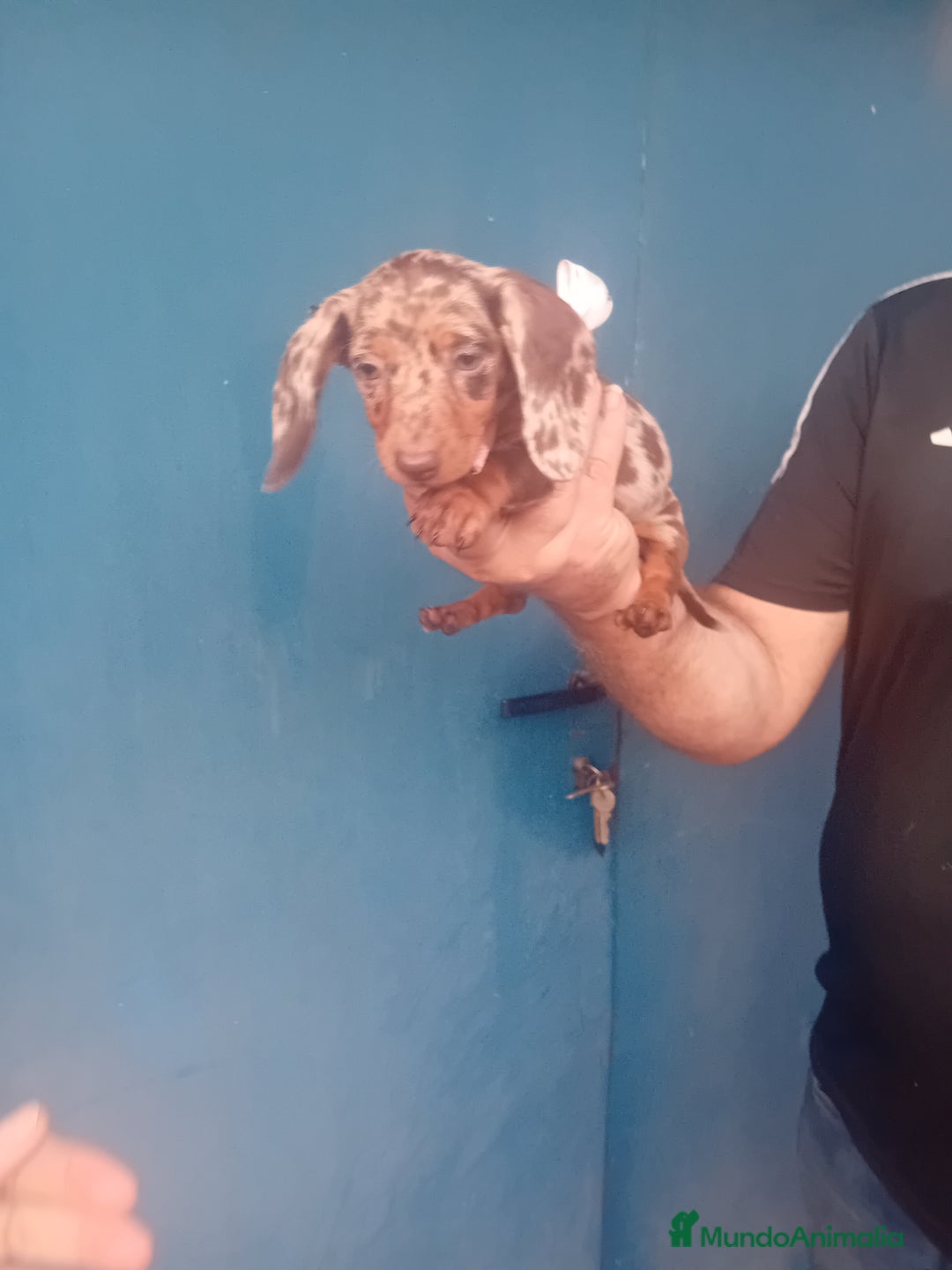 Teckel Miniatura perros en venta: preciosas hembritas cachorras de teckel  kaninchen - Imagen 5