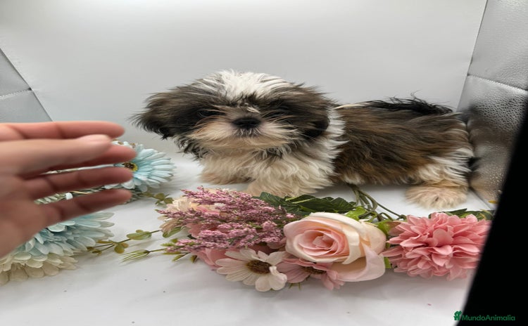 Shih Tzu perros - Propaganda 1