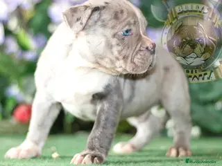 American Bully perros AMERICAN BULLY OFERTA AL 50% - Anuncio 3