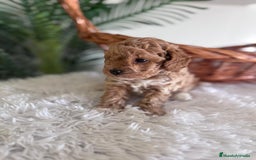 Caniche Toy perros en venta: CANICHE TOY MACHO - Imagen 9
