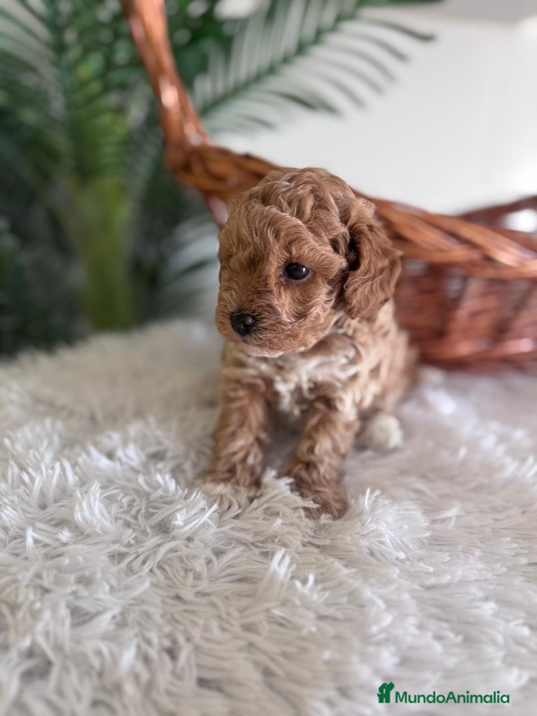 Caniche Toy perros en venta: CANICHE TOY MACHO - Imagen 9