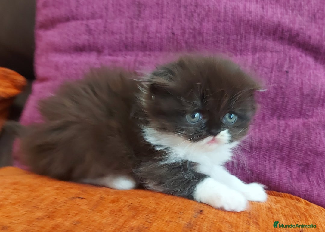 Persa gatos en venta: cachorritos persas  en Barcelona - Imagen 2